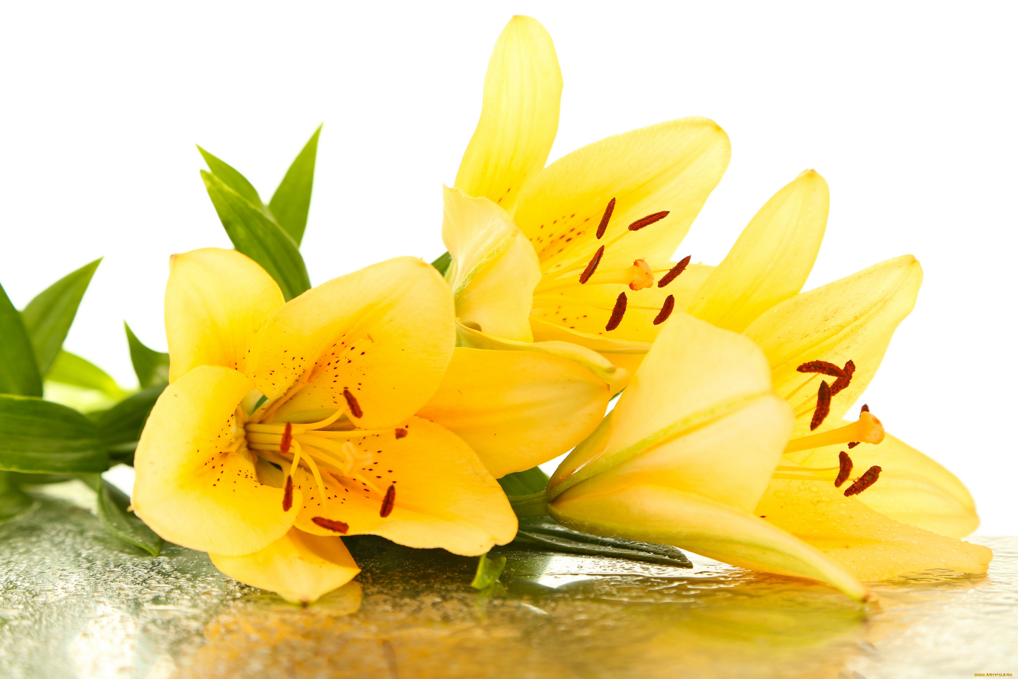 , ,  , drops, leaves, petals, flowers, , , yellow, lilies, , , 